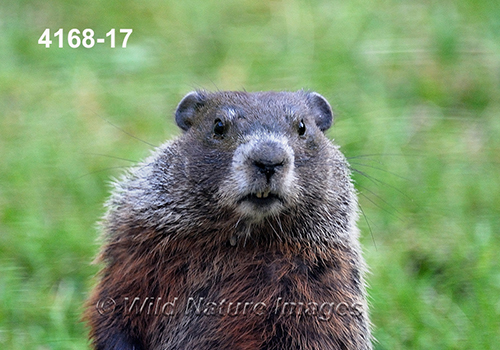Marmota-monax Woodchuck